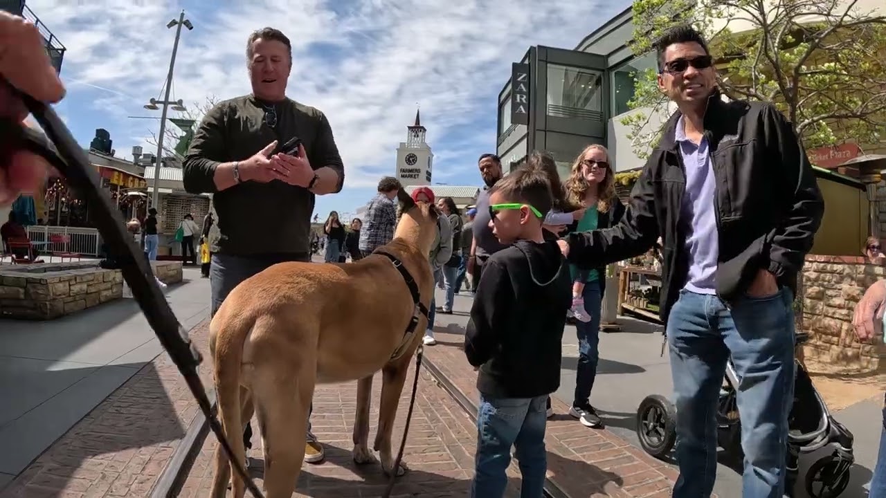 Cash 2.0 Great Dane at The Grove and Farmers Market in Los Angeles 50