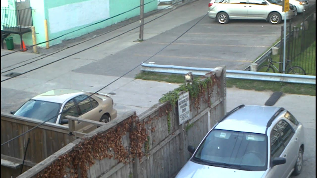 Red-Tailed Hawk vs Squirrel in Toronto