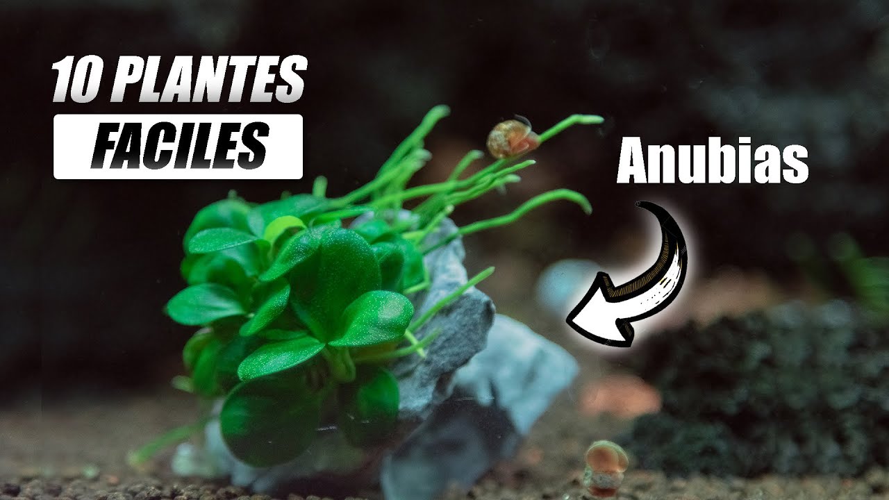 10 Plantes faciles pour ton aquarium!