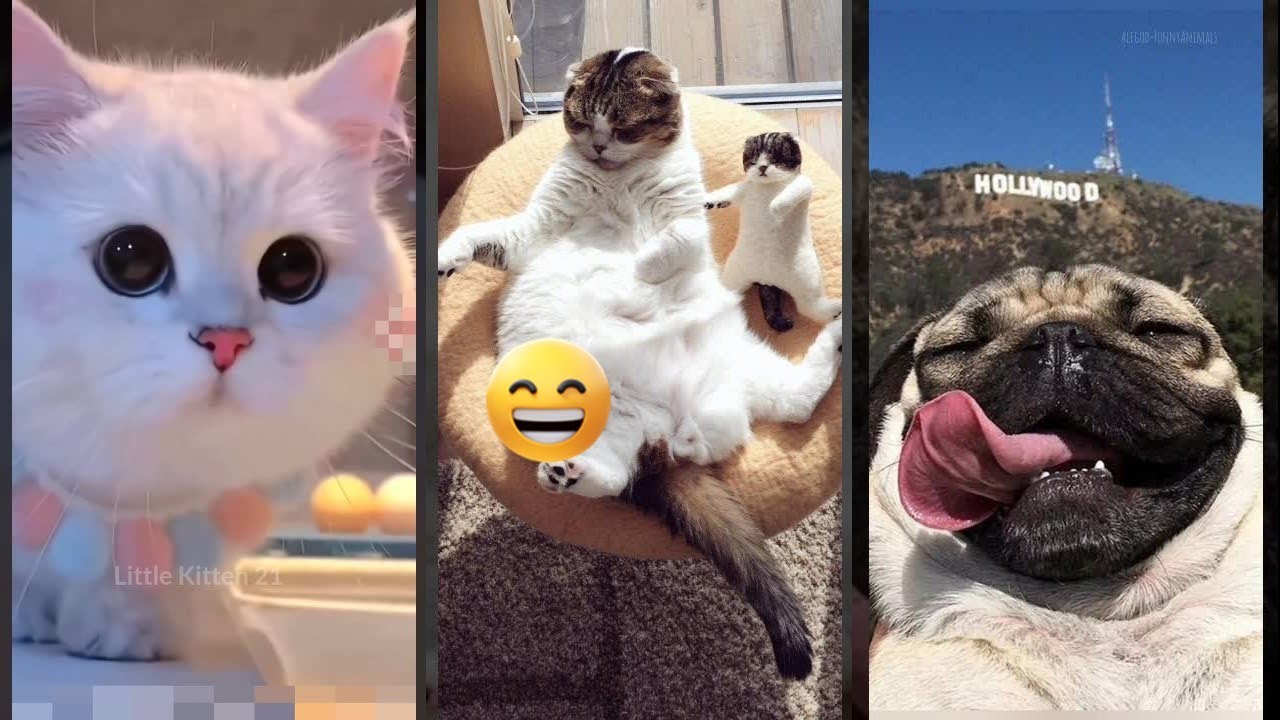Funny Cats 2024 😹 cats meowing 😻 #FunnyCats Part 9907
