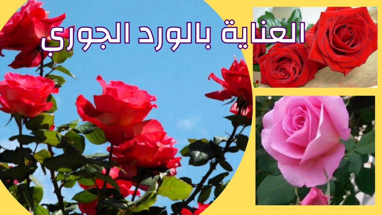 كيفية العناية بالورد وإزالة السرطانات ومعرفة الفرع السرطاني من شتلات الورد لتحصل علي اجمل واكبرازهار