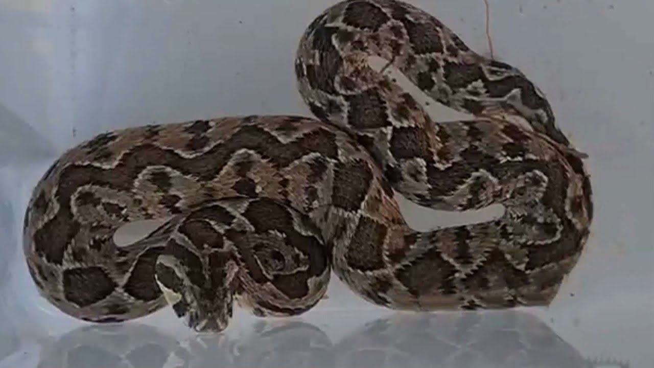 סכנת הצפע: ליאור הוכשה בביתה על ידי נחש בדרך למקלחת