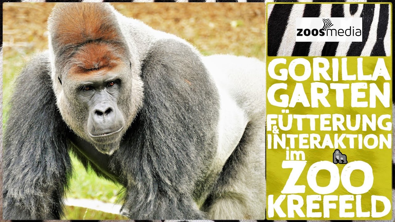 Zoo Krefeld: GORILLAS bei Fütterung & Interaktion 🦍 | zoos.media