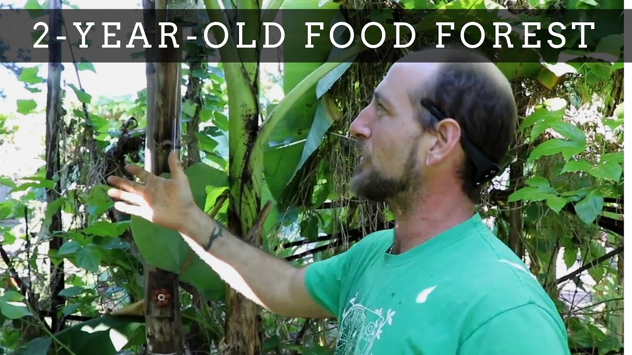 Экскурсия по лесу с едой и грядки Hugelkultur в магазине Mosswood Farm Store