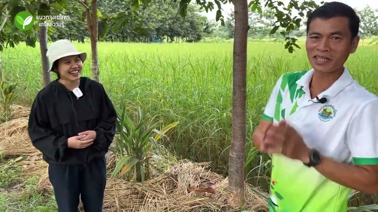 เพาะเห็ดรอบโคนต้นไม้ สร้างแหล่งอาหาร มีเห็ดกินตลอดปี #เห็ด #เพาะเห็ด #อสุ