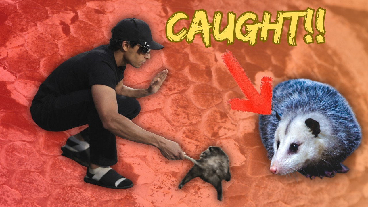 Wildman Dan Catches a Possum!!