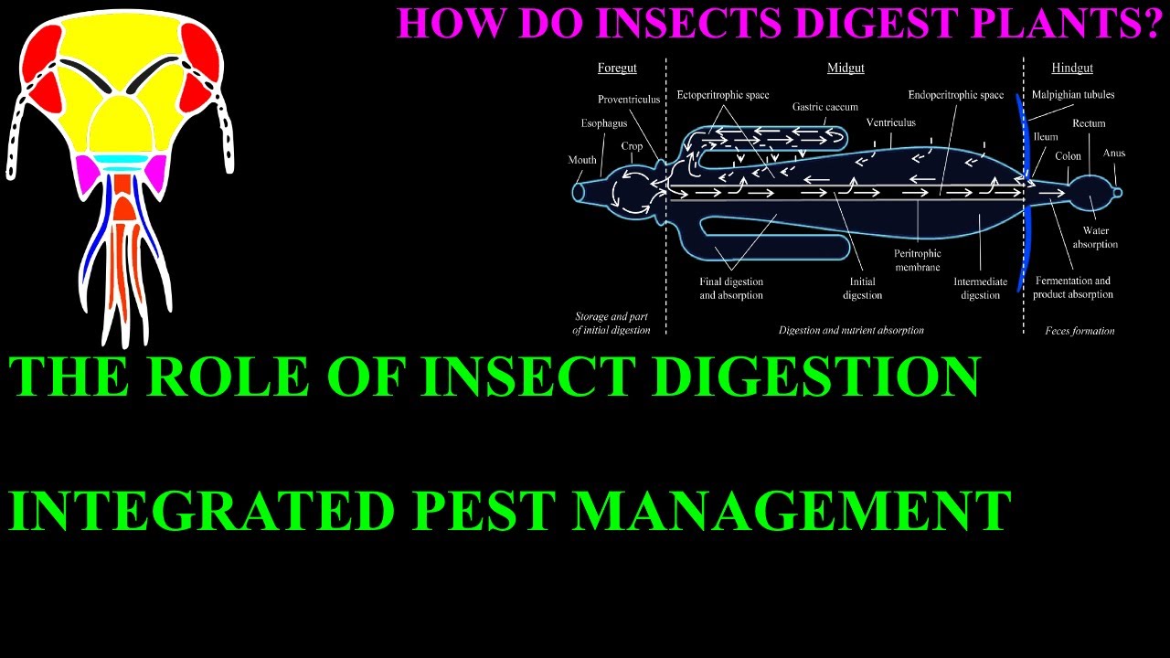 The Role of Insect Digestion in Integrated Pest Management