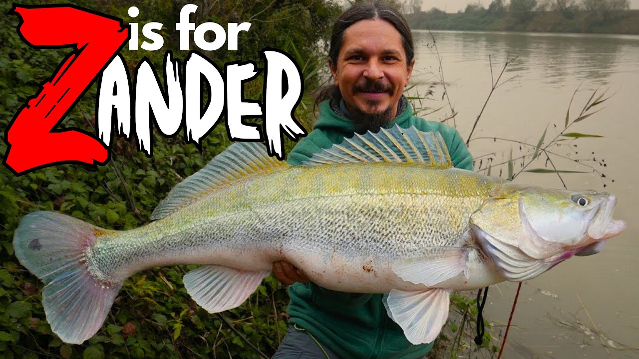 My BIGGEST ZANDERS in Recent Years - COMPILATION