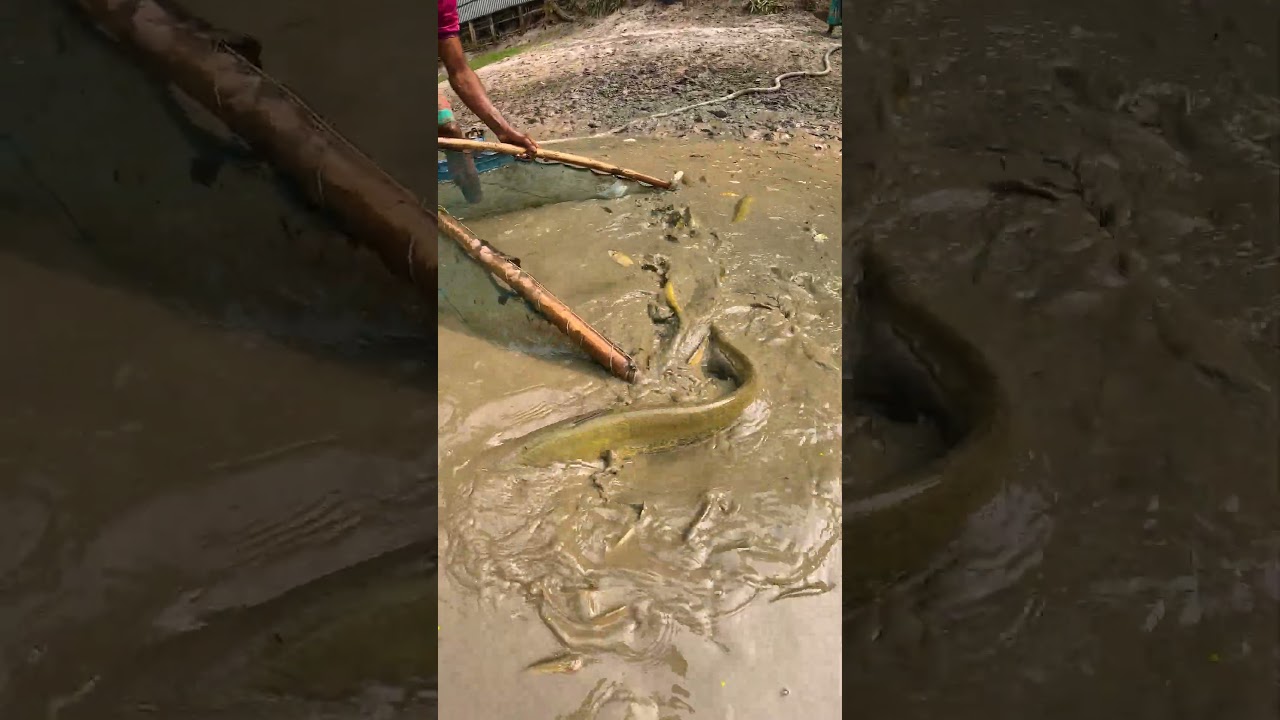 Big Catfish Catching Video During Dry Season #bigfish #catfish #fish #fishing #fishingvideo