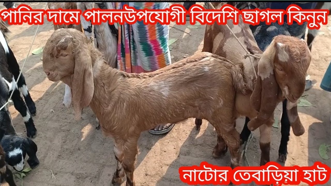 পানির দামে পালনউপযোগী বিদেশি ছাগল কিনুন||নাটোর তেবাড়িয়া হাট||ছাগলের দাম দর-২০২৬||Goat price bd-2026|