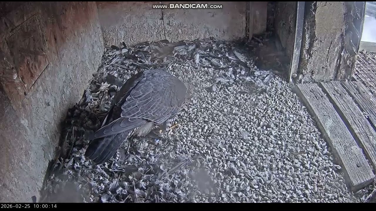 KGHM Głogów PL-Luna II came up with big cleanup, there was no effect, she flew away-2026 02 25 09 59