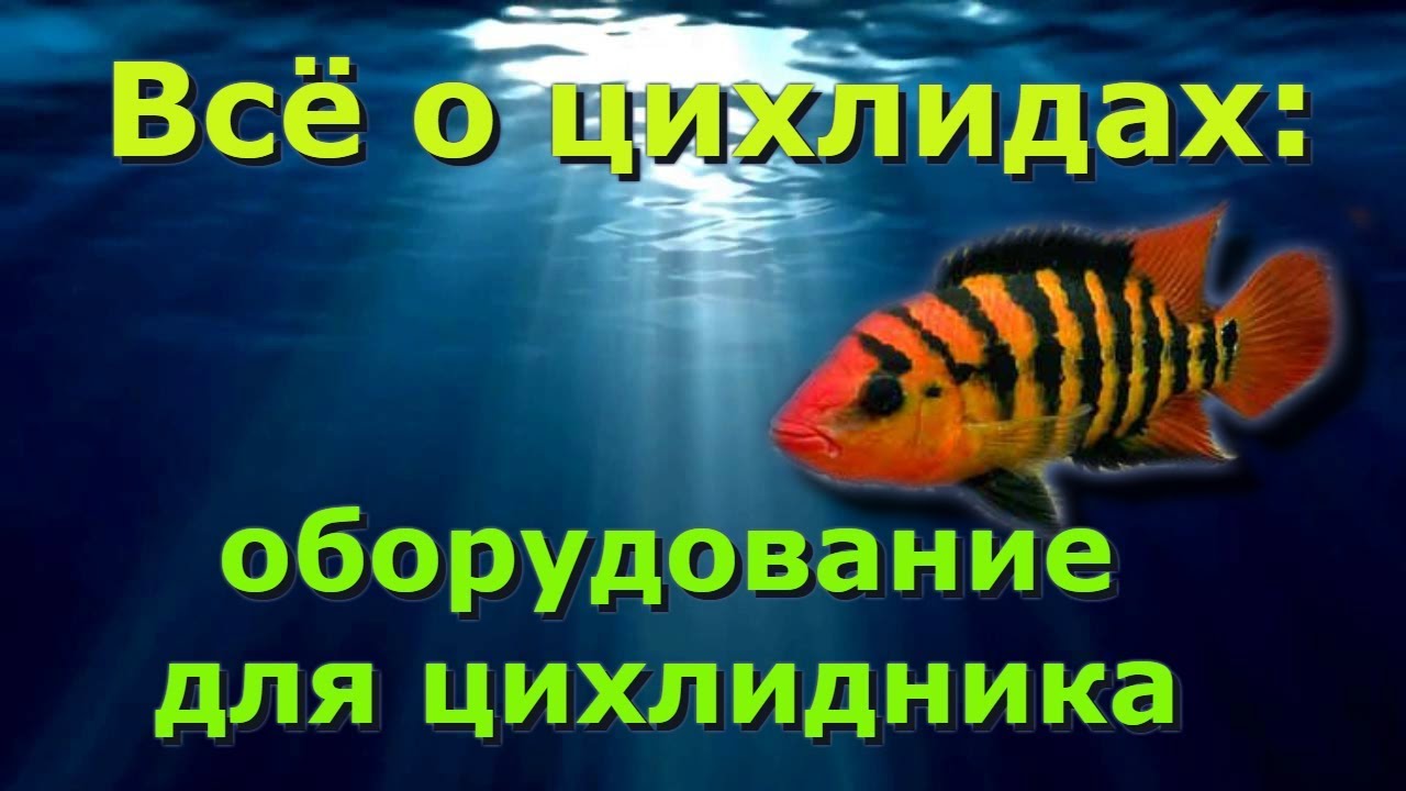 Советы начинающим заводчикам цихлид (часть 7). Оборудование для цихлидника