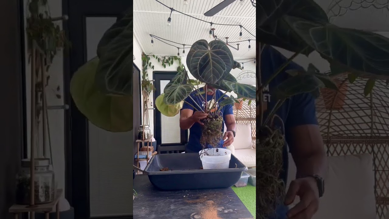 Anthurium repotting #plants #aroids #anthurium