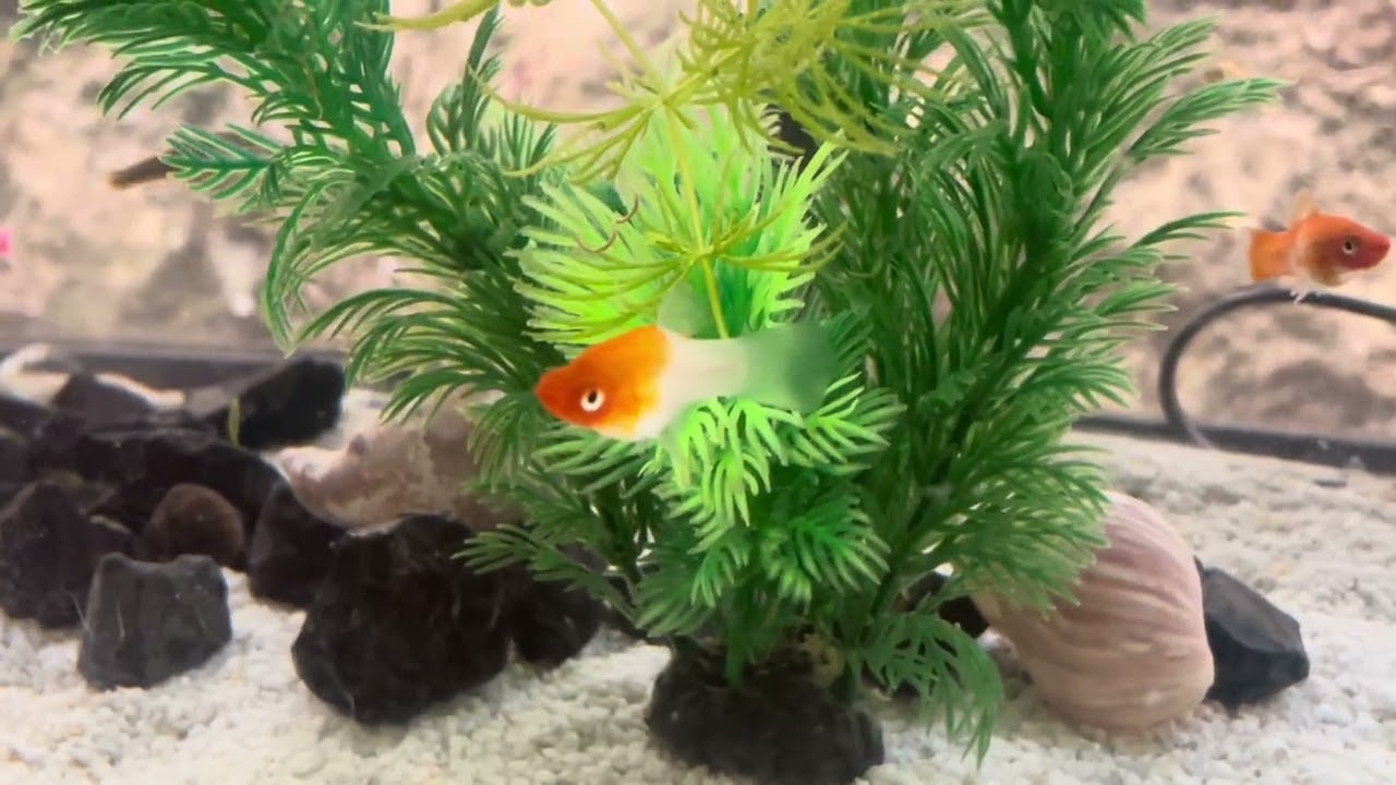 La sorpresa del acuario ha llegado…. Y un poco de tranquilidad 🤗