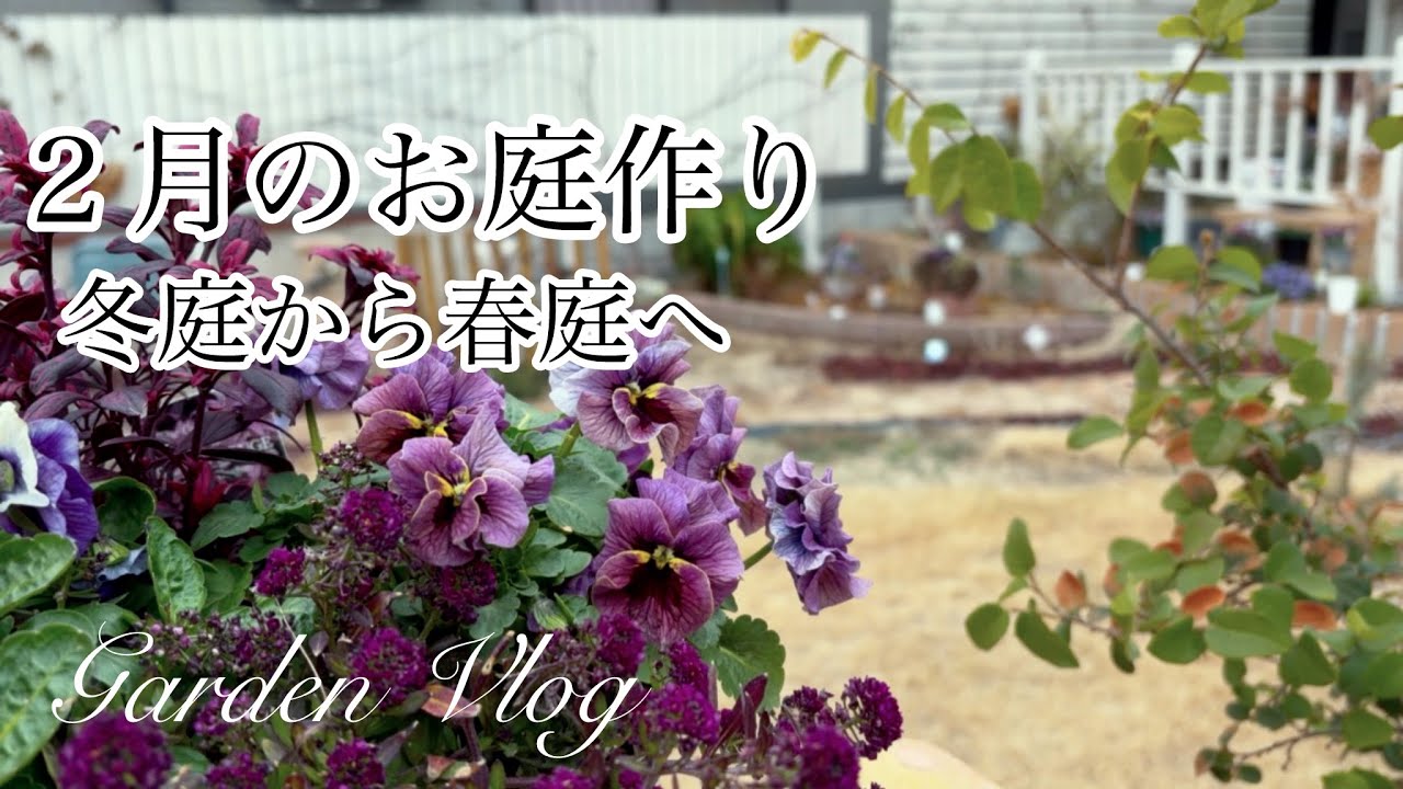 【ガーデニングVlog】２月のお庭作り／冬花壇を春らしくお手入れ／あじさいと沈丁花の花壇作り／ビオラ切り戻し／3つの春庭仕事