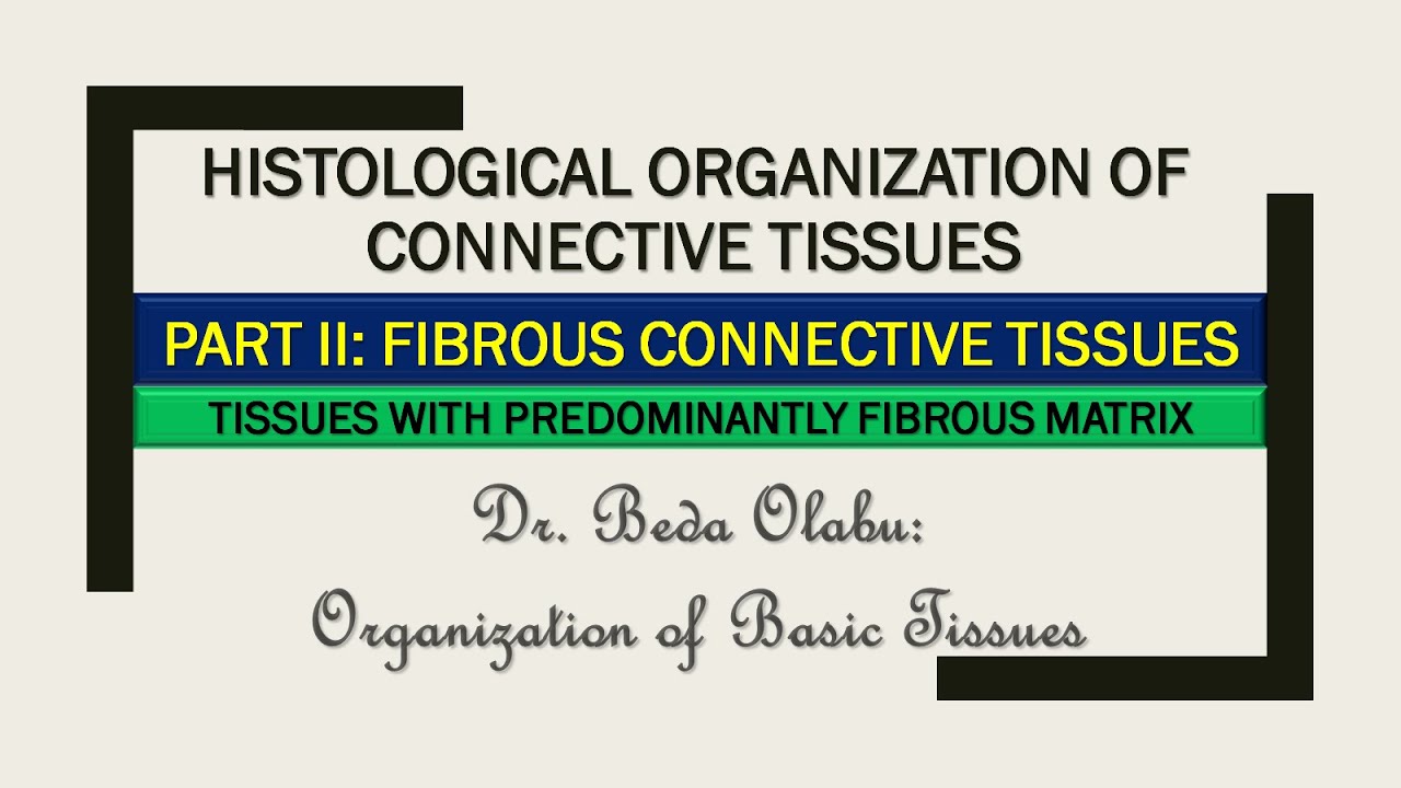 HISTOLOGICAL ORGANIZATION OF CONNECTIVE TISSUES PART II: THE FIBROUS CONNECTIVE TISSUES