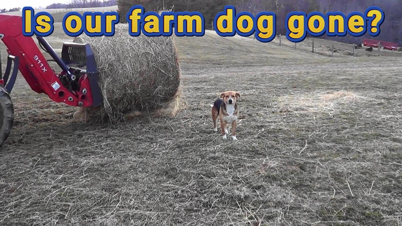 Is our farm dog gone?