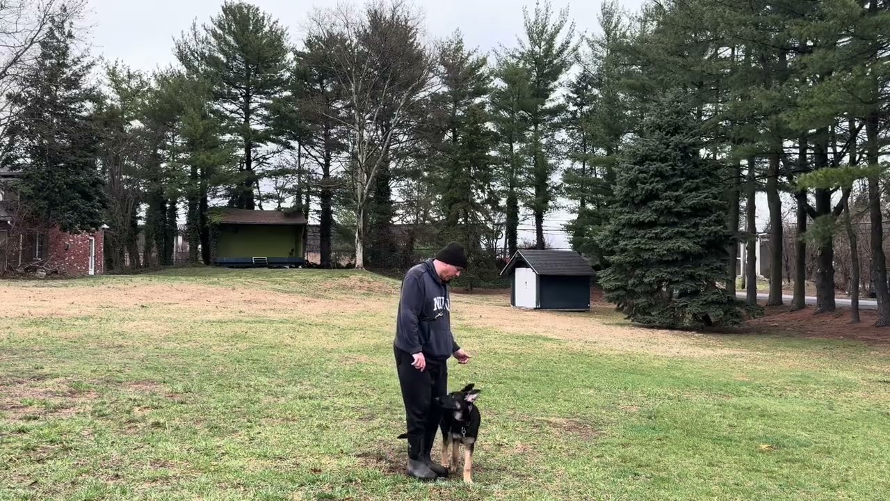Rosa’s K-9 Training (German Shepherd Puppy Advance Obedience)