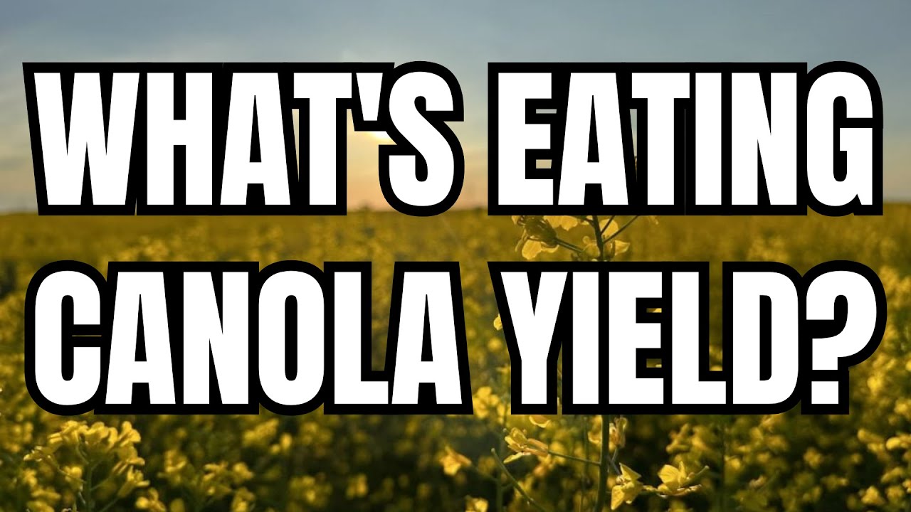 Canola School: The pest hit list for the next growing season