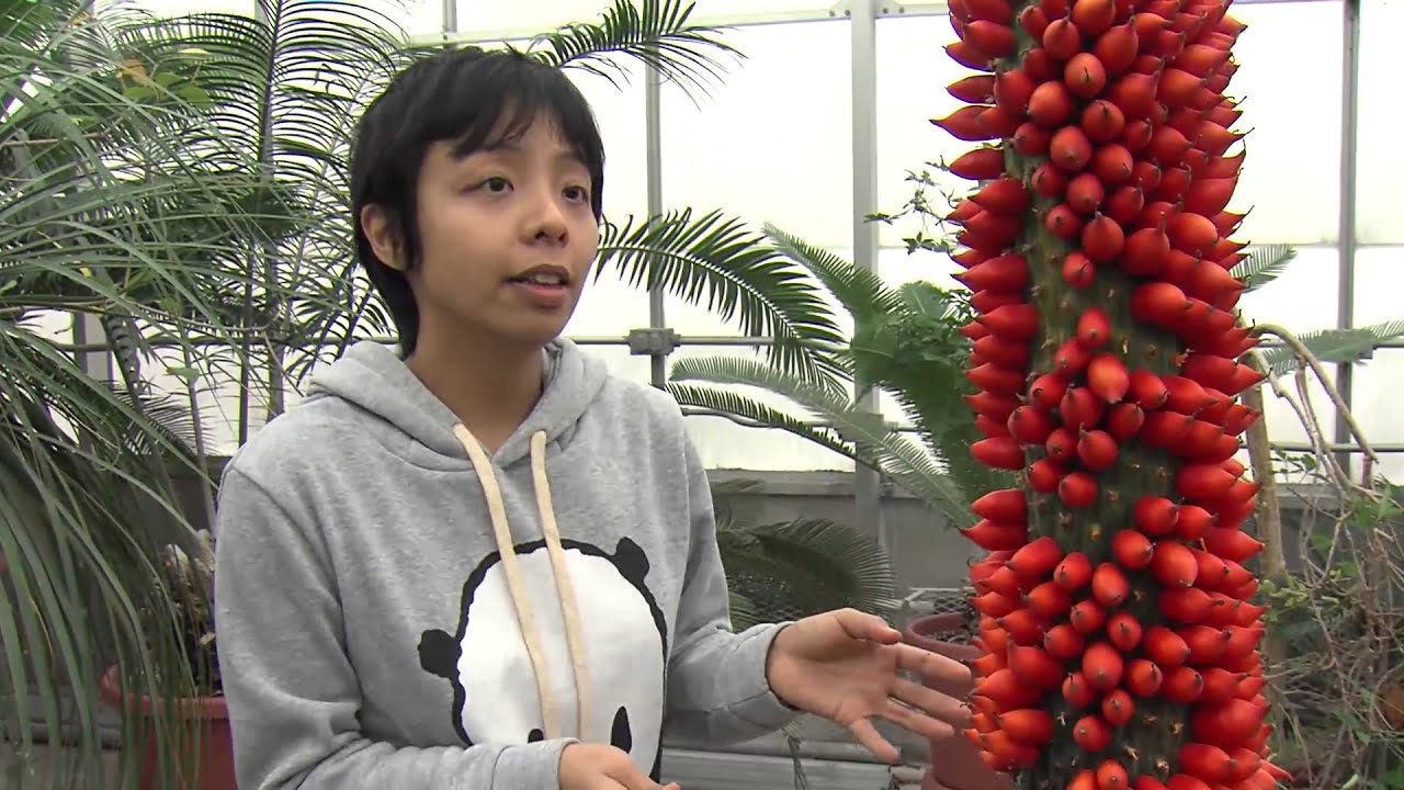 Cornell Titan Arum Update: December 2012