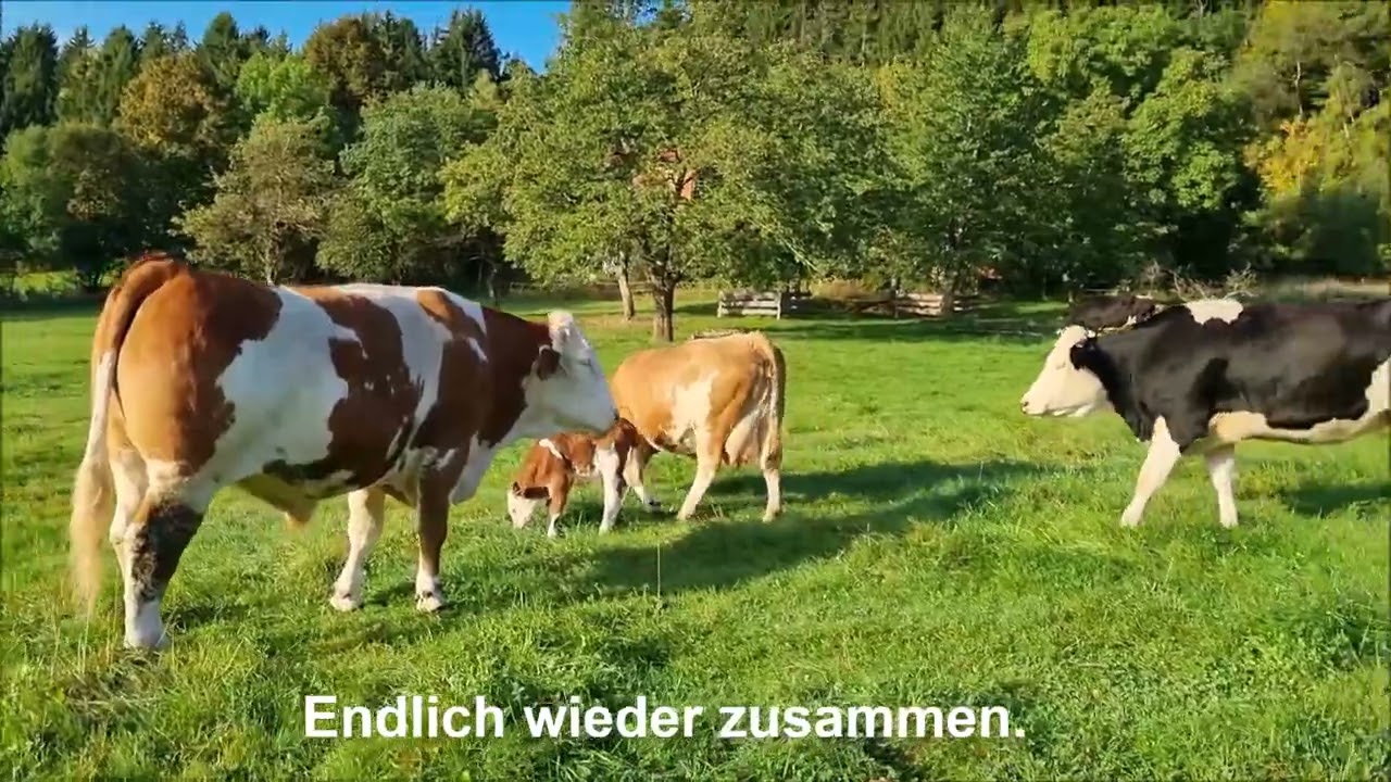 Erdlingshof: Das Baby geht zum ersten Mal auf die große Weide.  🥰