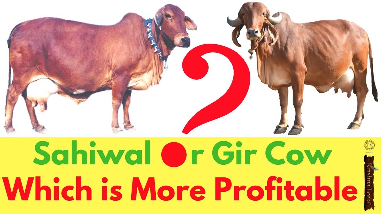 Best Sahiwal Cow Dairy Farming in India - Breed for High Milk Productivity