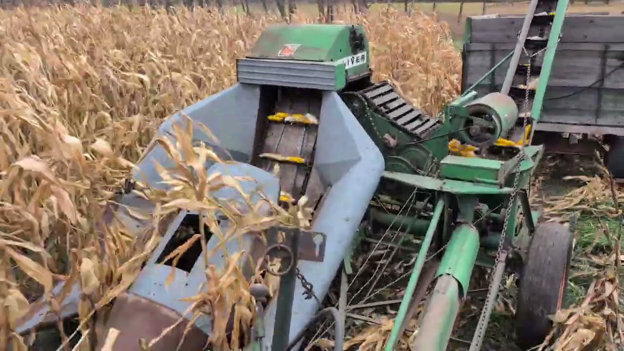 Corn Picking 2025 Oliver 73H