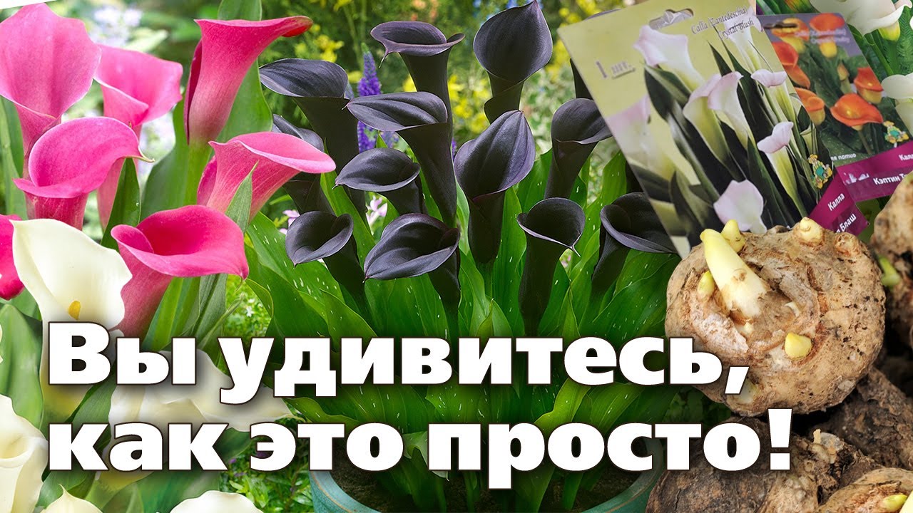Посадка каллы в горшок  Подготовка клубней, выбор грунта, горшка, пересадка