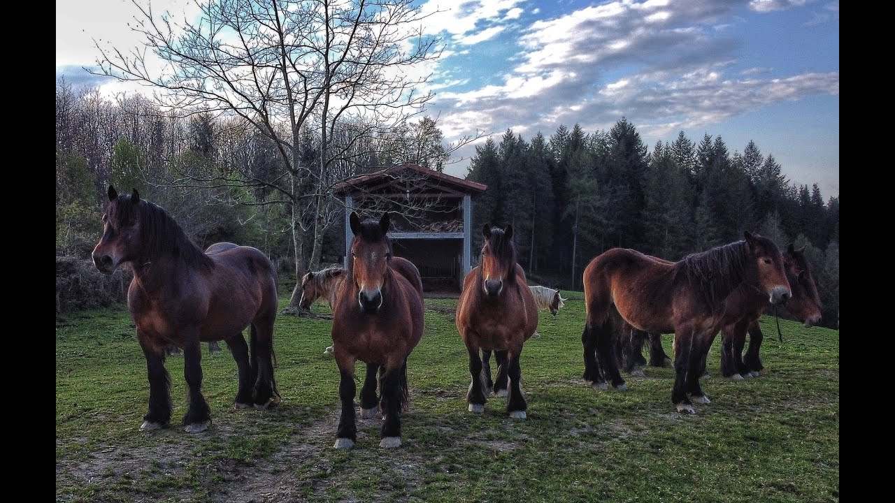 EUSKAL HERRIKO MENDIKO ZALDIAK/ CABALLO DE MONTE DEL PAÍS VASCO