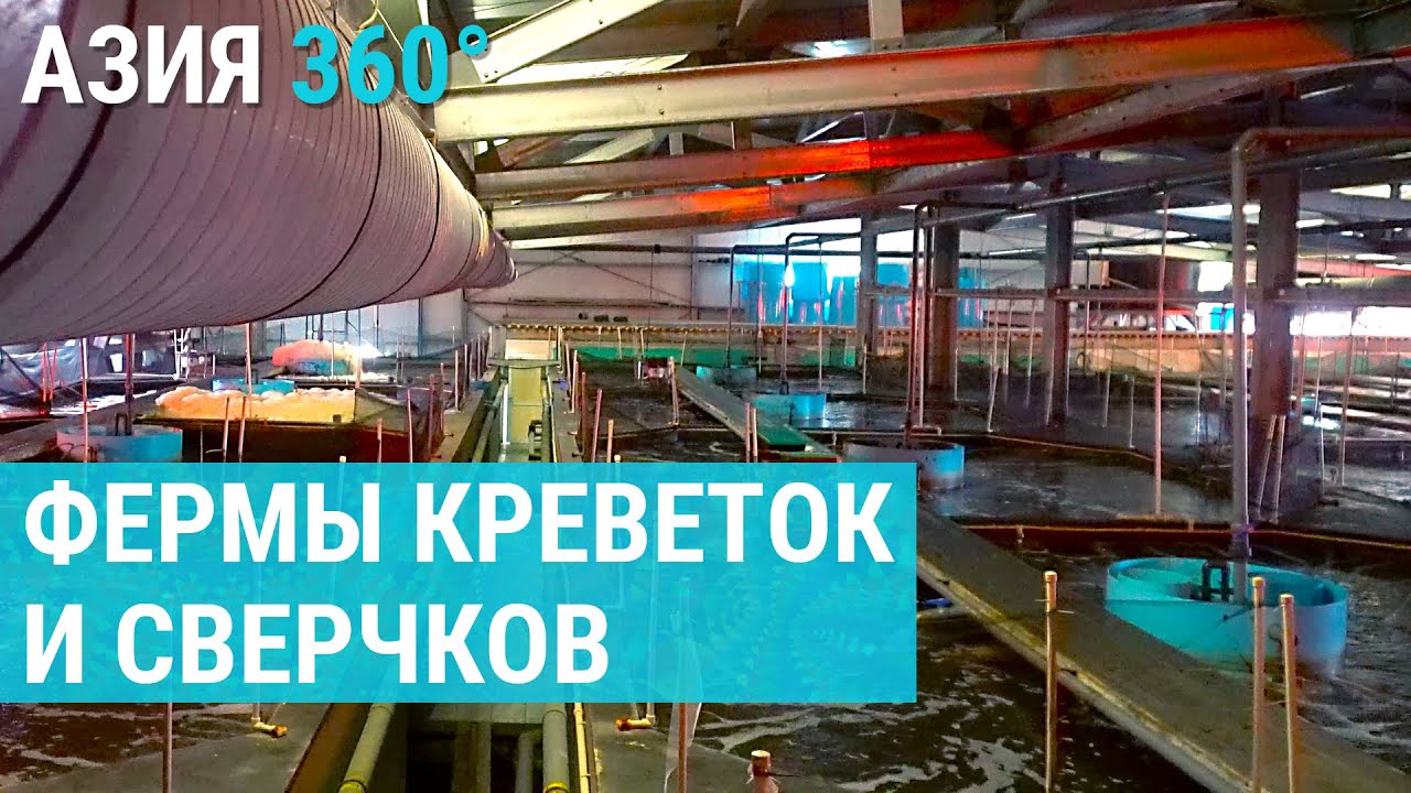 Экзотика средней Азии: королевские креветки и халяльные сверчки. Риск и прибыль в бизнесе. АЗИЯ 360°