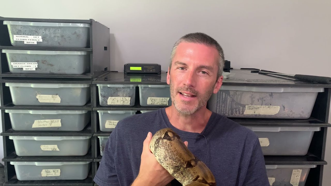 One and Three year old Boa Comparison