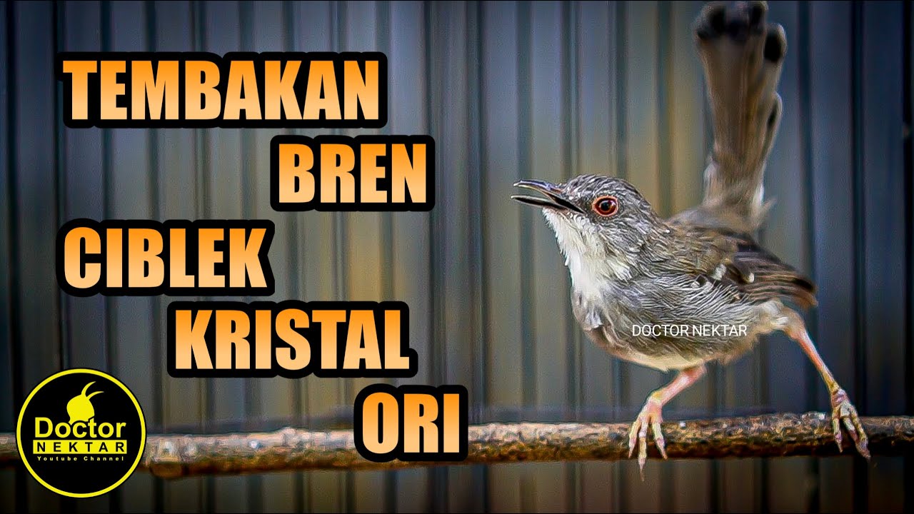 SUARA TEMBAKAN CIBLEK KOMPLIT | CIKRIS GACOR FULL BREN UNTUK PANCINGAN DAN MASTERAN MURAI BATU,KONIN