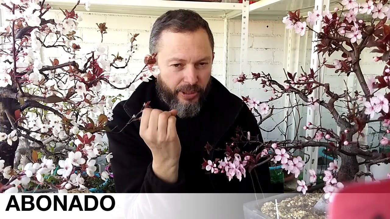 PRUNUS Bonsai. 1° Parte JPe