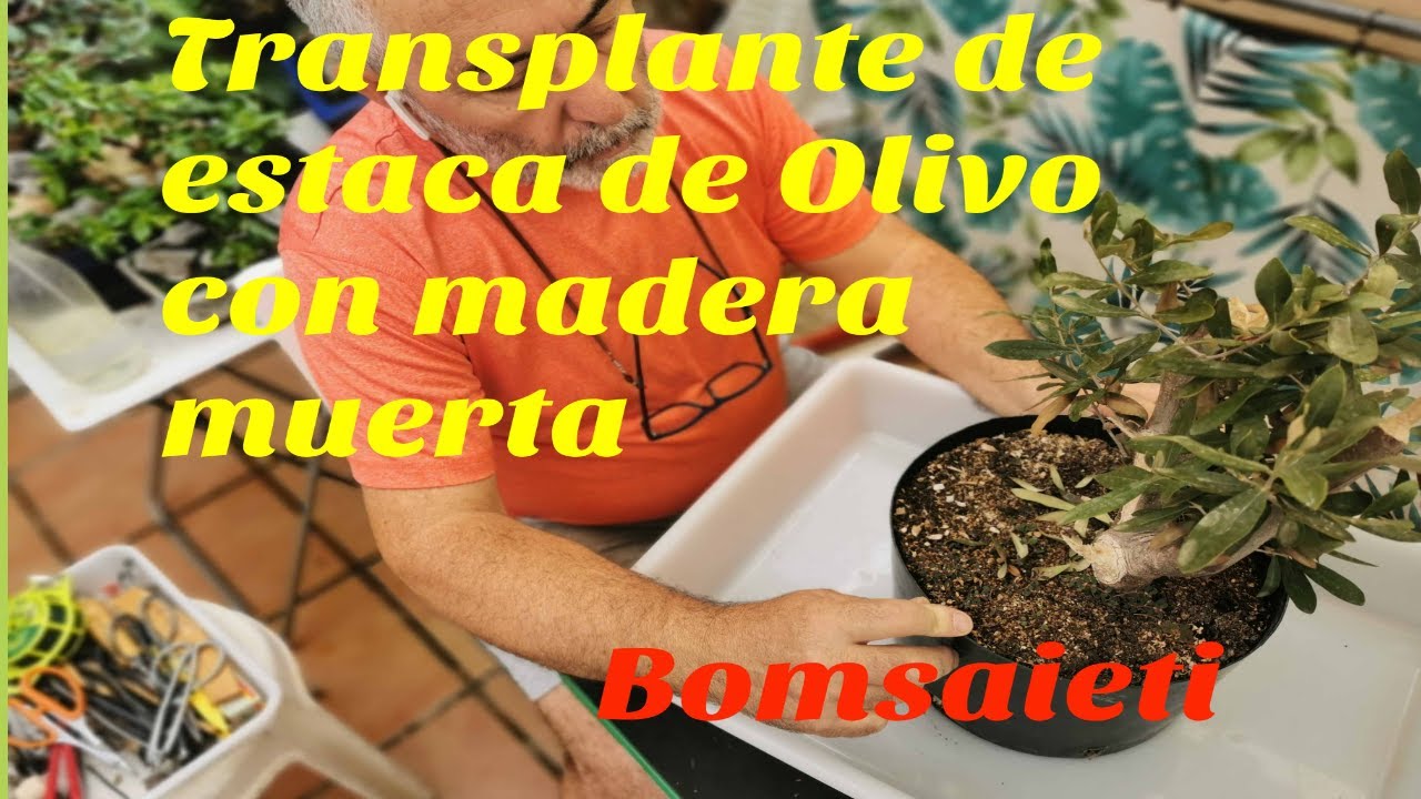 Transplante de una estaca de Olivo (Con madera muerta)