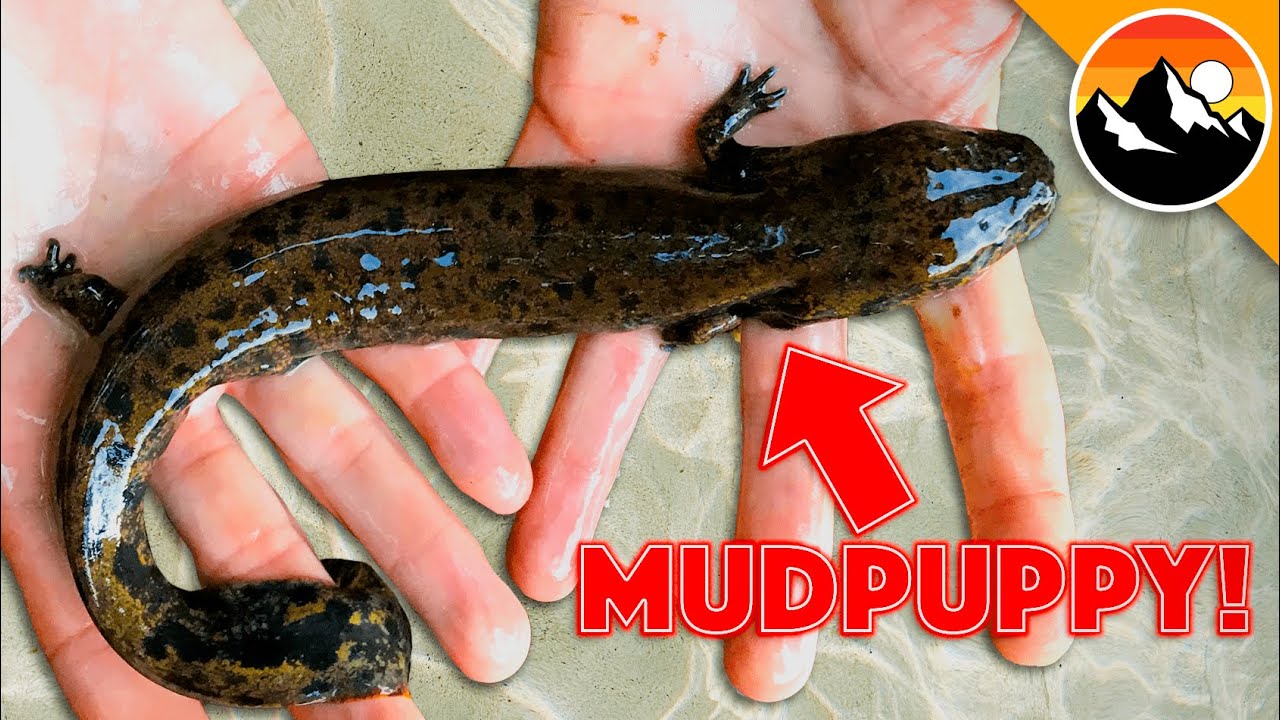 What's it like to HOLD a Mudpuppy?!