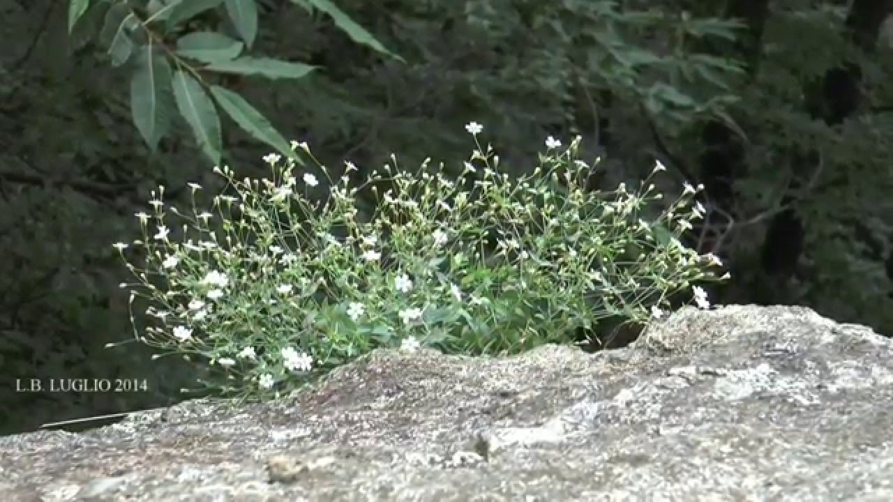 ARRAMPICARE A TRAVERSELLA  -  SETTORE FELCI - VALCHIUSELLA.