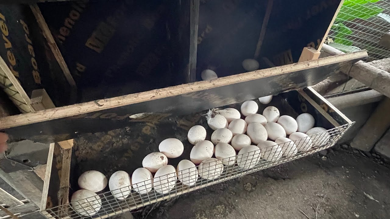 Ready na ang mga white leghorn mag produce ng fertile eggs 