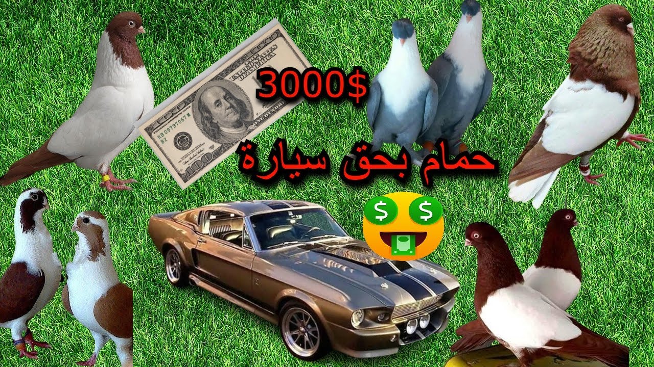 اجمل حمام كش الاردن حمام الاردن المميزة مزاد ابو ملحم للطائر الجميل