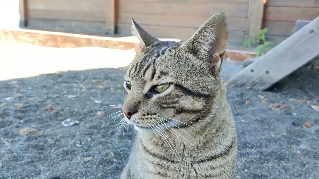 جولة في شاطئ ثارا يوسف