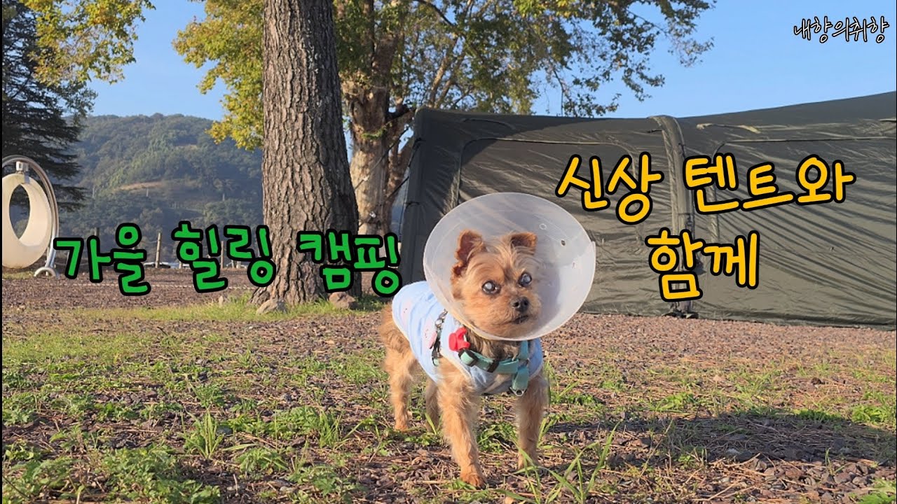 귀여운 강아지와 함께 갈대밭 앞 가을 힐링 캠핑🐕|구지강변캠핑장,위켄트립,모델D,Korean camping