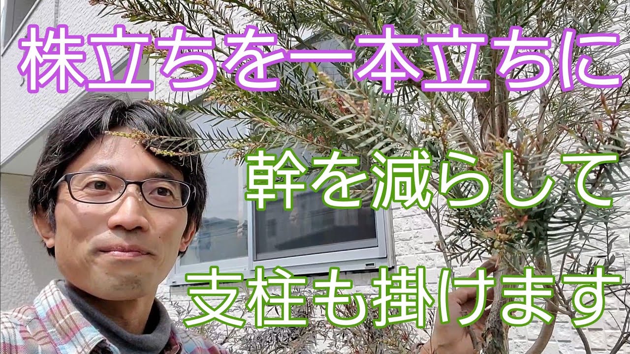 【庭木の剪定】株立ちの木を一本立ち(単幹)にして、支柱も掛けます🌳
