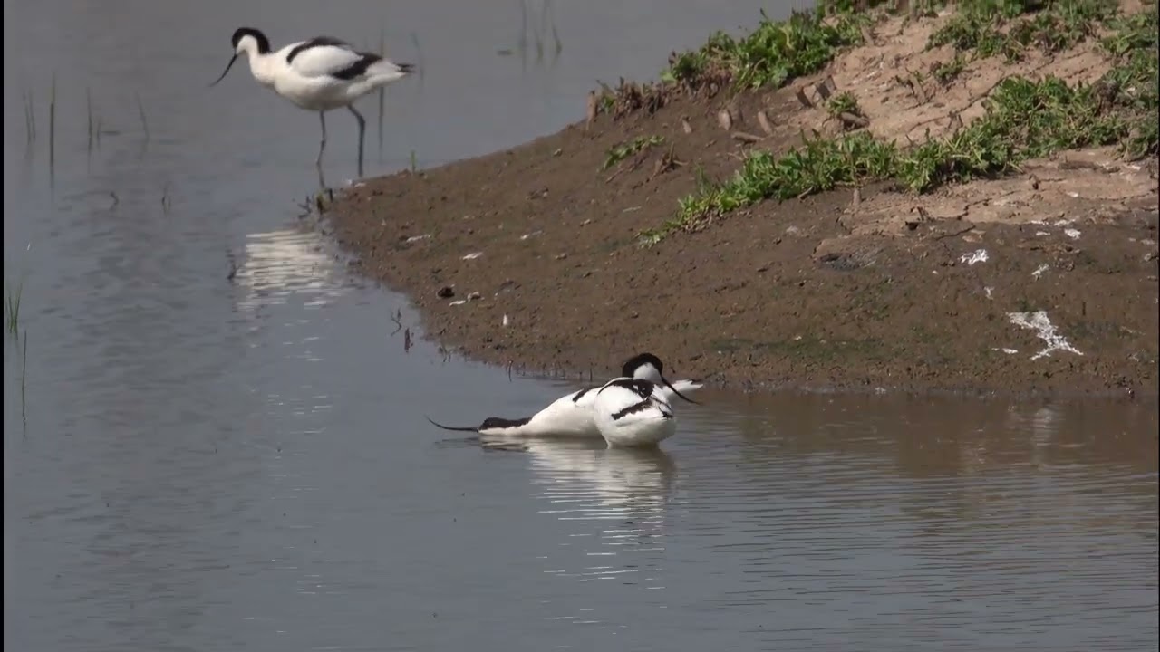 Avocets - Mating interrupted