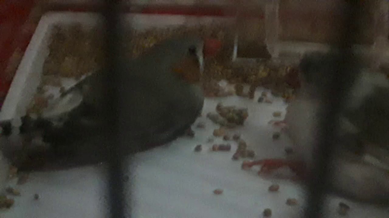Амадинка птицы/amadinka qo'shi/amadinka bird