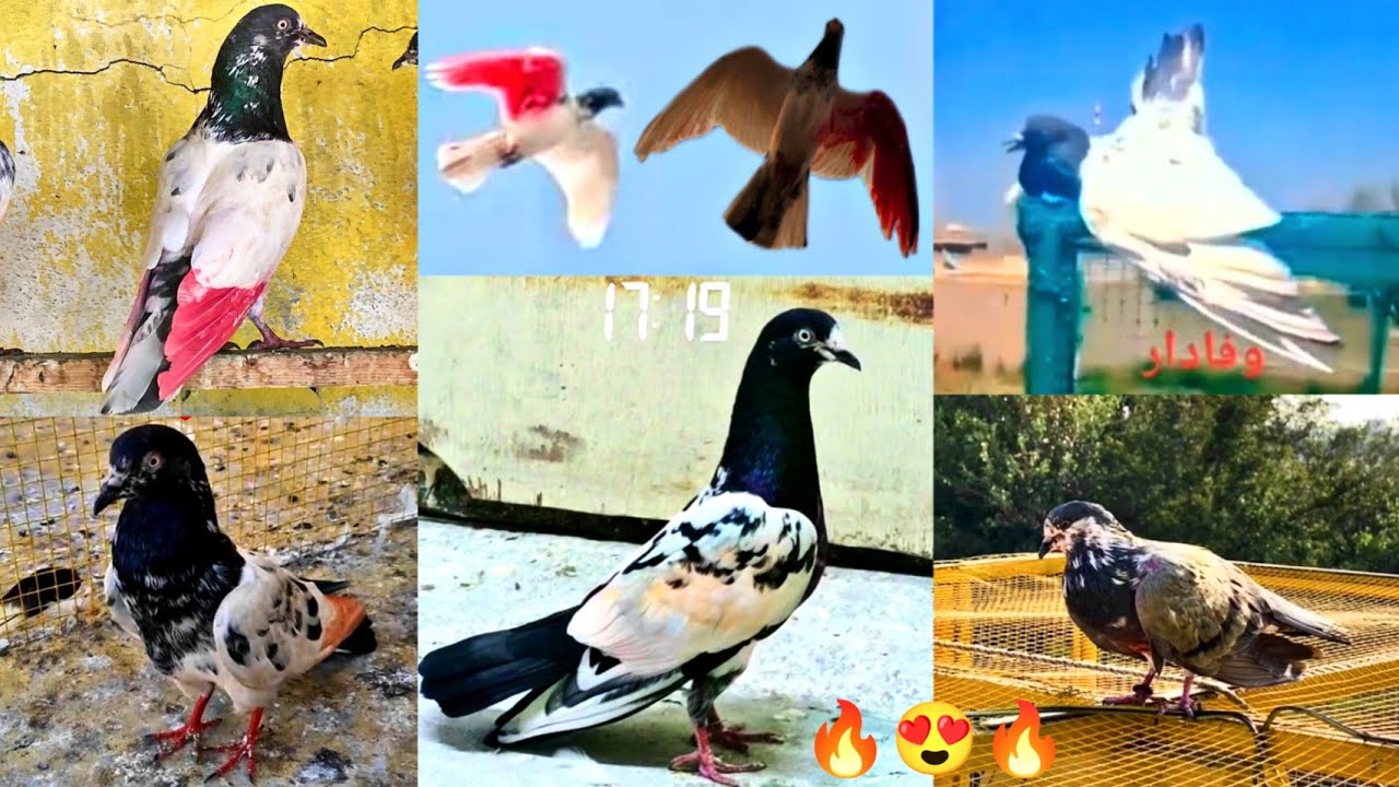 Pigeon Landing 🔥 Pehli He Phark Me Kabootar 🕊️ Ny Kamal Kar Diya 😍 کبوتروں کی گرمی میں لینڈنگ ♥️