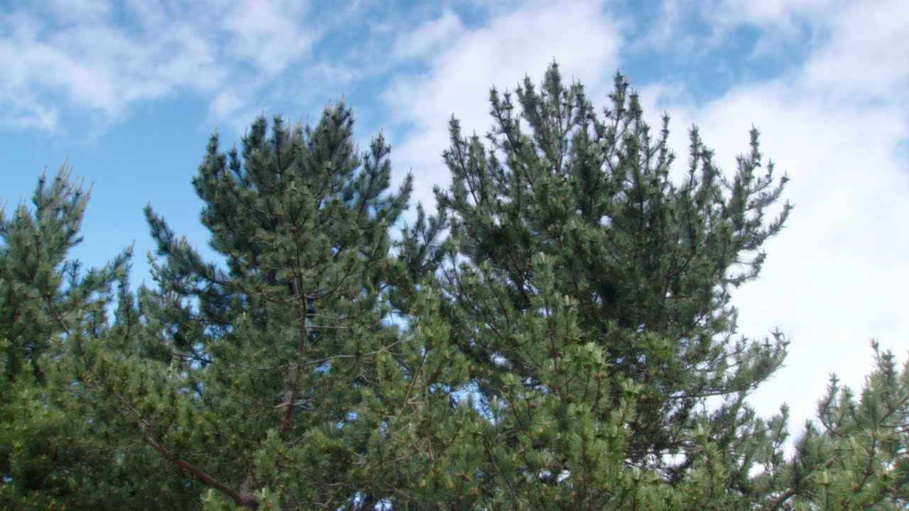 Whakatipu Wilding Pines