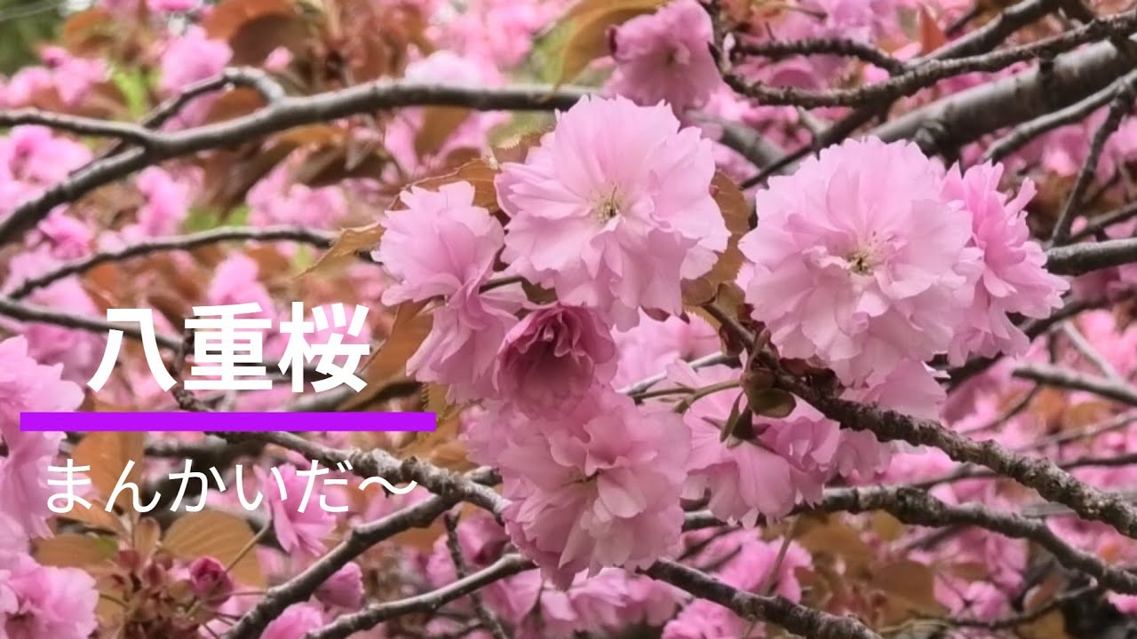 八重桜　まんかいだ～