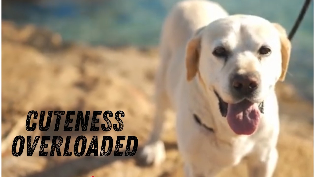 Labrador | Family Connections | Dog Love | 4k High Definition video