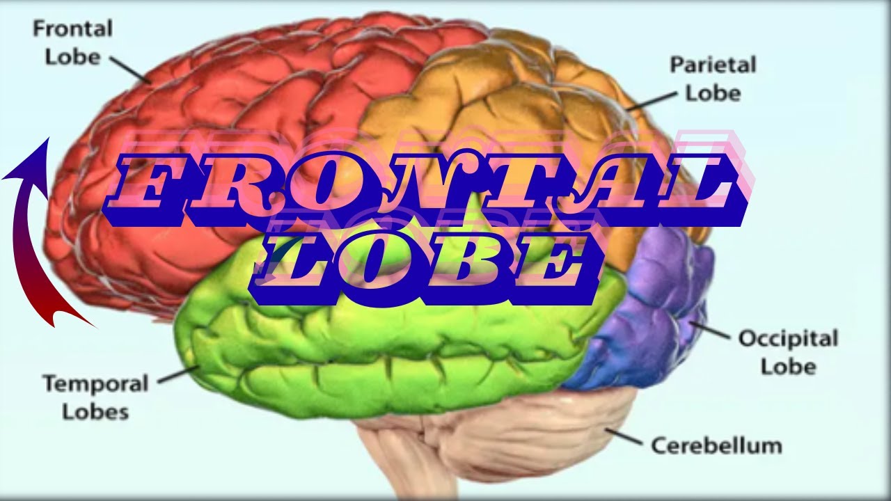 Frontal Lobe | Psychology Explained | Mind Control & Brain Function | Dr. Shahid Raza