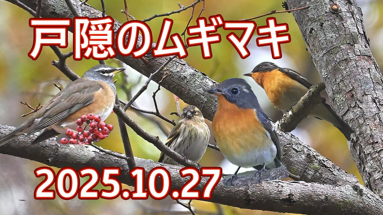 戸隠の野鳥旅、狙いはムギマキ（20251026）4K　16分