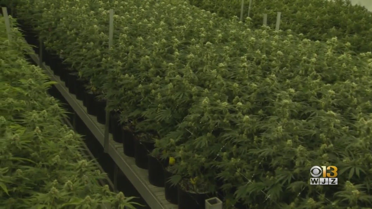 Maryland lawmakers finalizing guidelines for sale of recreational marijuana